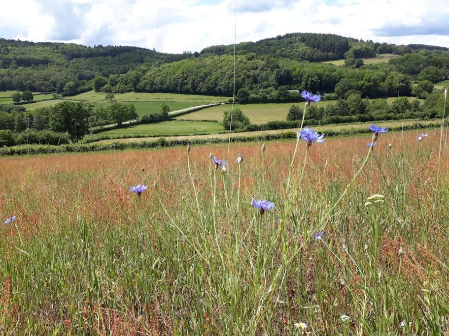 Le Studio Du Crot Noir Cussy-en-Morvan Exteriör bild